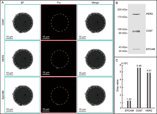 1630589829715037180.png image.png